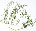 SpeciesSub: subsp. intermedia
